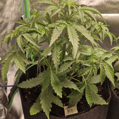 Medusa F1 growlog timeline photo