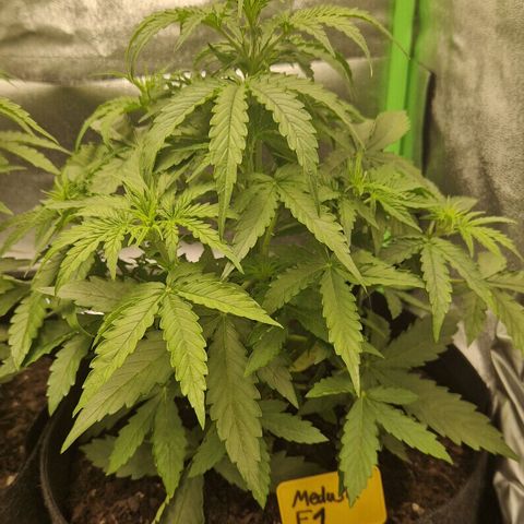 Epsilon F1 growlog timeline photo