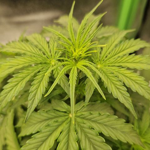 Epsilon F1 growlog timeline photo