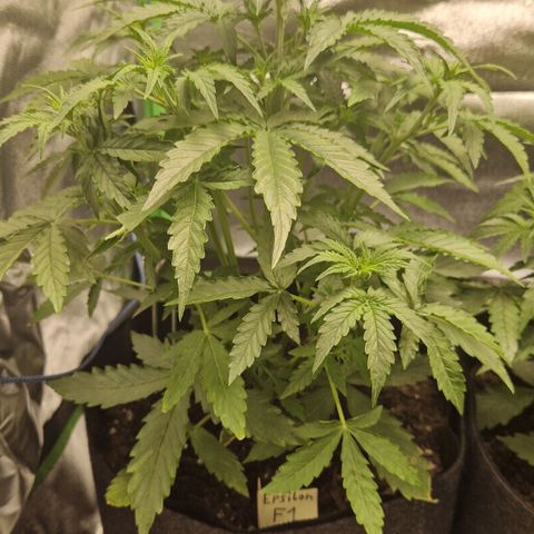 Medusa F1 growlog timeline photo