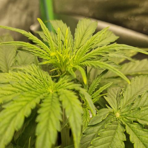 Medusa F1 growlog timeline photo