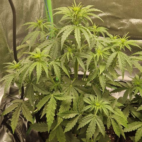 Medusa F1 growlog timeline photo