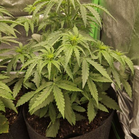 Epsilon F1 growlog timeline photo