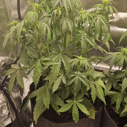 Medusa F1 growlog timeline photo