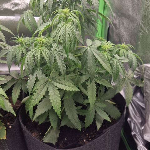 Epsilon F1 growlog timeline photo