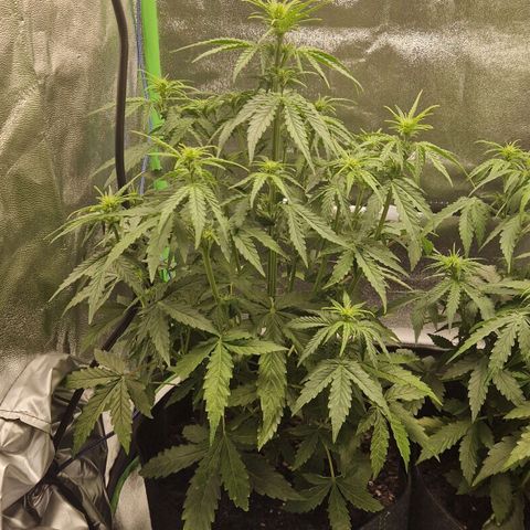 Medusa F1 growlog timeline photo