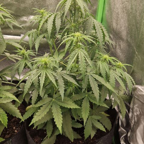 Epsilon F1 growlog timeline photo