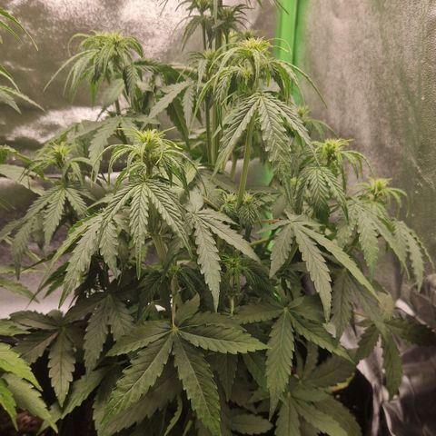 Epsilon F1 growlog timeline photo