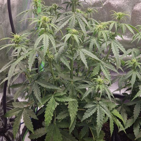 Medusa F1 growlog timeline photo