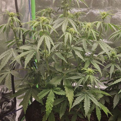 Medusa F1 growlog timeline photo