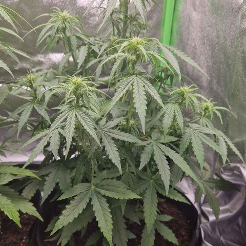 Epsilon F1 growlog timeline photo