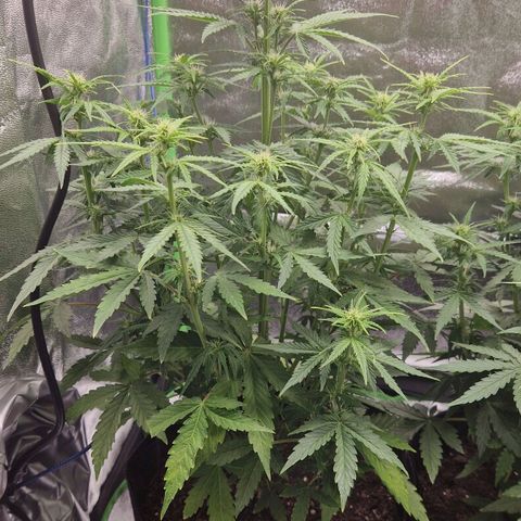 Medusa F1 growlog timeline photo