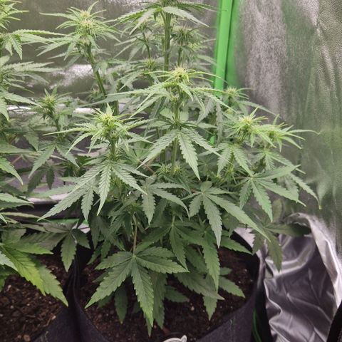 Epsilon F1 growlog timeline photo