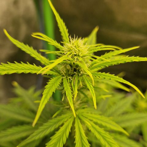 Medusa F1 growlog timeline photo