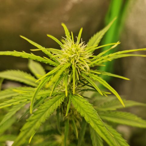 Epsilon F1 growlog timeline photo