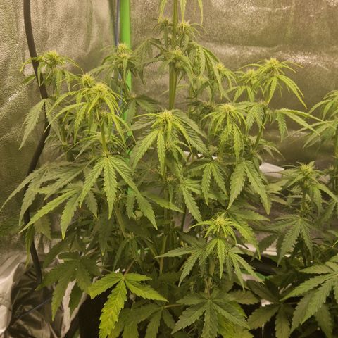 Medusa F1 growlog timeline photo
