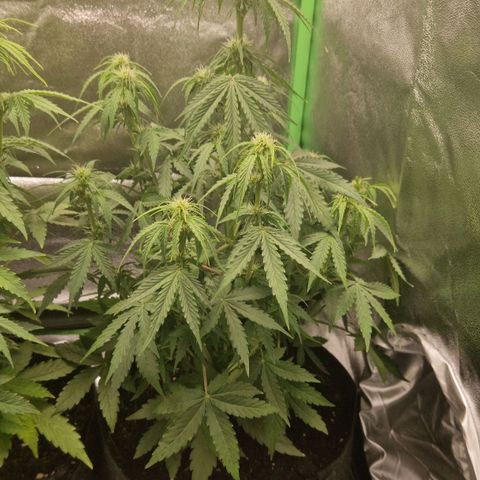 Epsilon F1 growlog timeline photo
