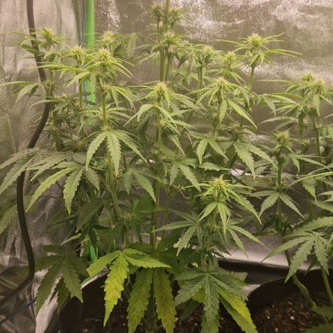 Medusa F1 growlog timeline photo