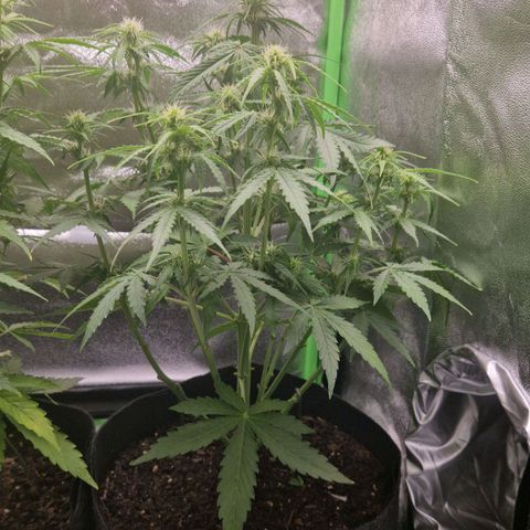 Epsilon F1 growlog timeline photo