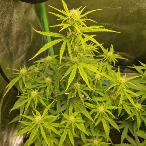 Medusa F1 growlog timeline photo