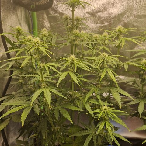 Medusa F1 growlog timeline photo