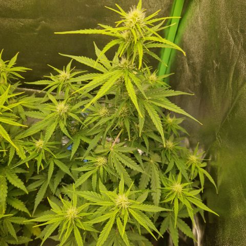 Epsilon F1 growlog timeline photo