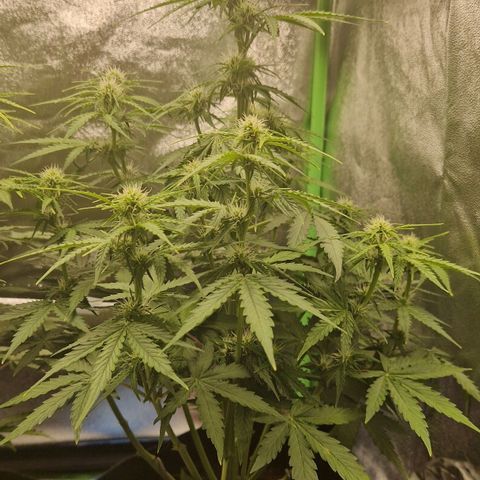 Epsilon F1 growlog timeline photo