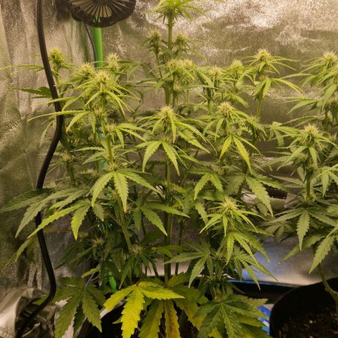 Medusa F1 growlog timeline photo