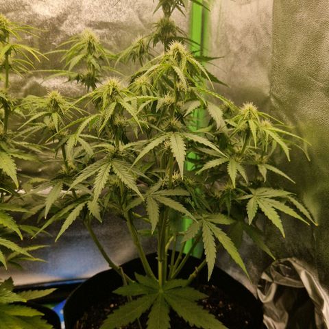 Epsilon F1 growlog timeline photo