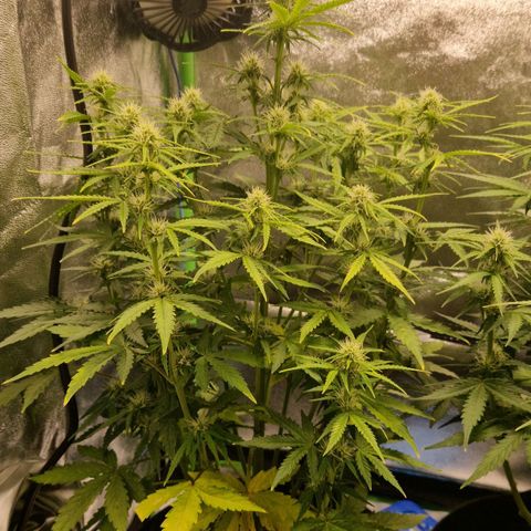 Medusa F1 growlog timeline photo