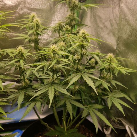 Epsilon F1 growlog timeline photo