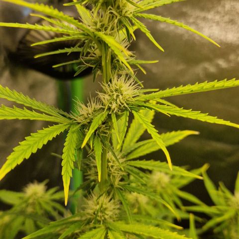 Medusa F1 growlog timeline photo