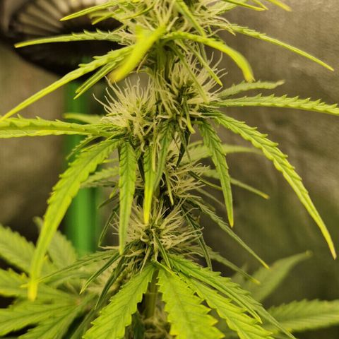 Epsilon F1 growlog timeline photo