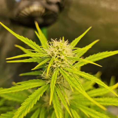 Medusa F1 growlog timeline photo