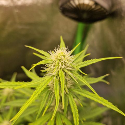 Epsilon F1 growlog timeline photo