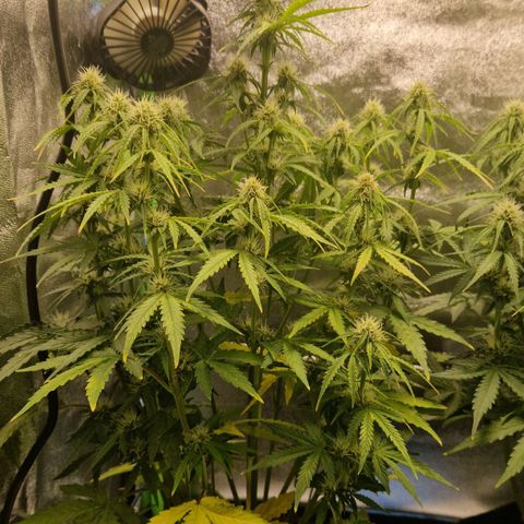 Medusa F1 growlog timeline photo