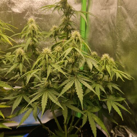 Epsilon F1 growlog timeline photo