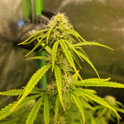 Medusa F1 growlog timeline photo