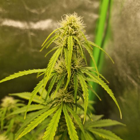 Epsilon F1 growlog timeline photo