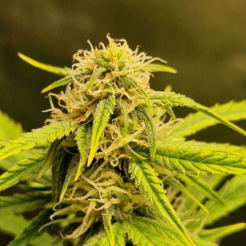 Medusa F1 growlog timeline photo