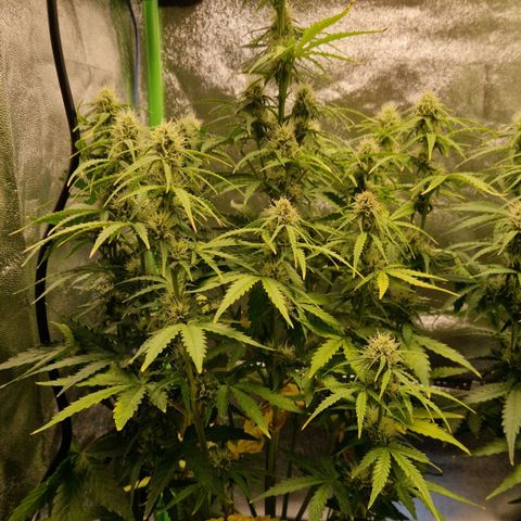 Medusa F1 growlog timeline photo