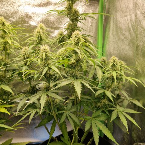 Epsilon F1 growlog timeline photo
