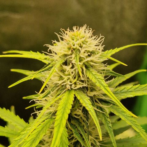 Epsilon F1 growlog timeline photo