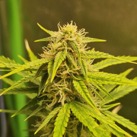 Medusa F1 growlog timeline photo