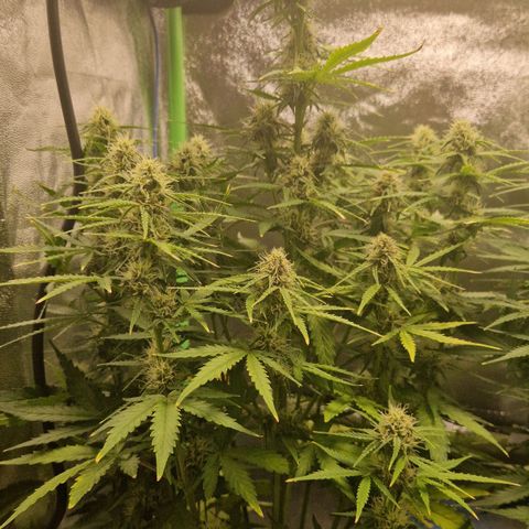 Medusa F1 growlog timeline photo