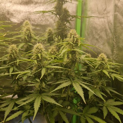 Epsilon F1 growlog timeline photo