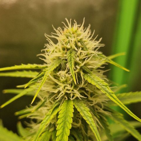 Epsilon F1 growlog timeline photo