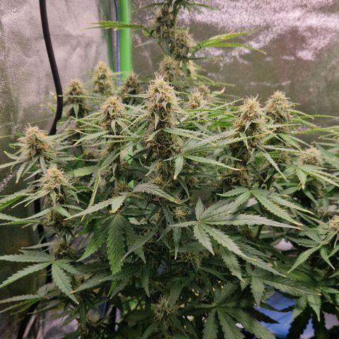 Medusa F1 growlog timeline photo