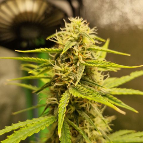Medusa F1 growlog timeline photo