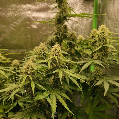Epsilon F1 growlog timeline photo